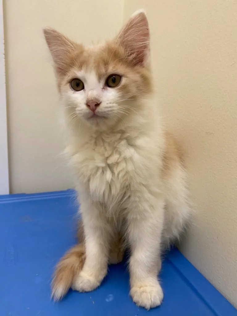 Clementine thumbnail 3