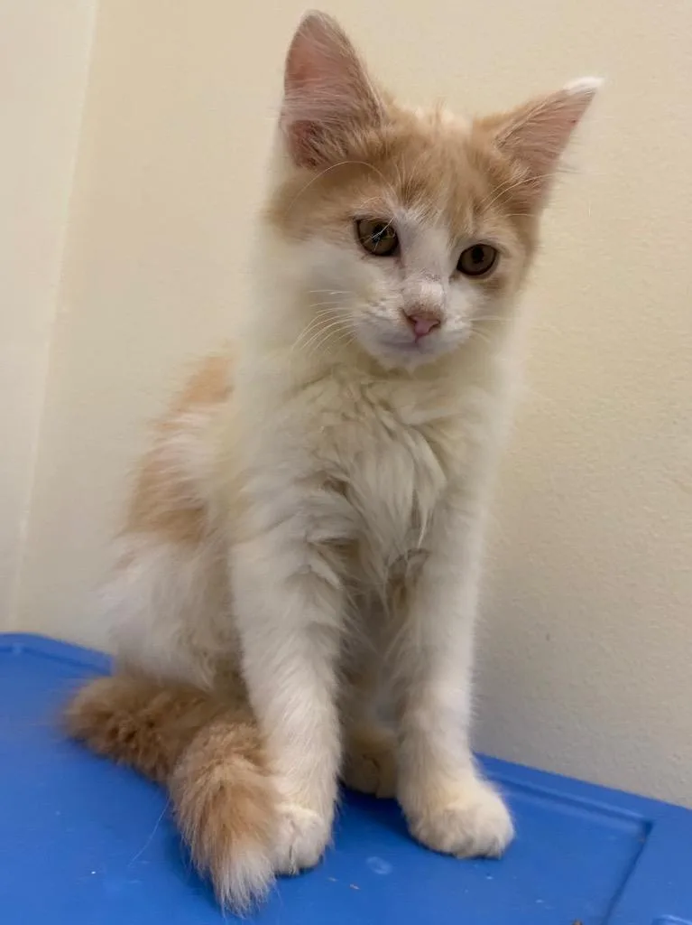 Clementine thumbnail 4