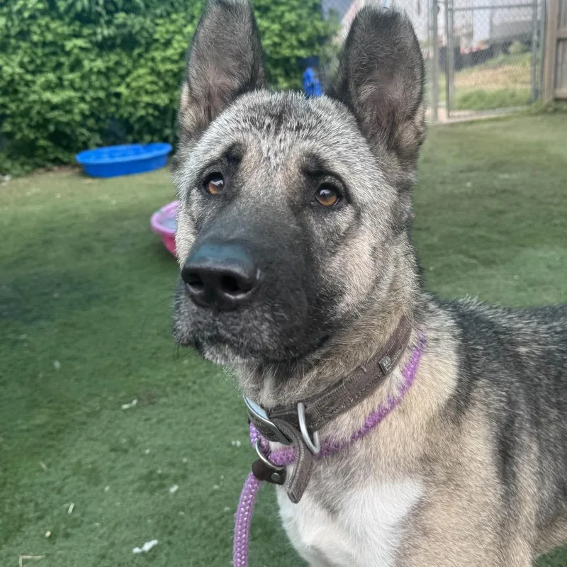 Pearlena thumbnail 4