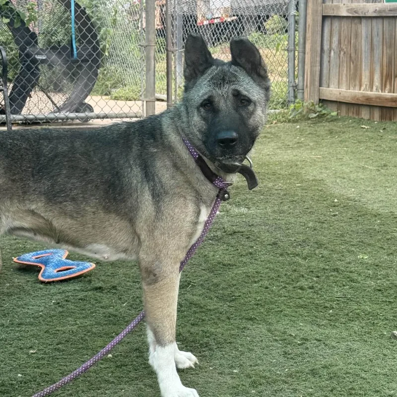 Pearlena thumbnail 5