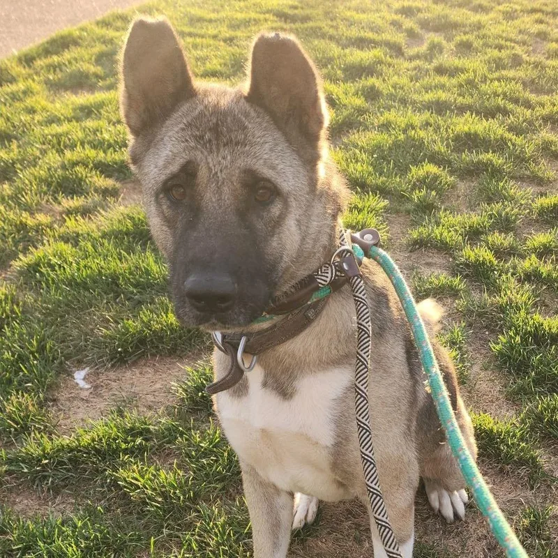 Pearlena thumbnail 6