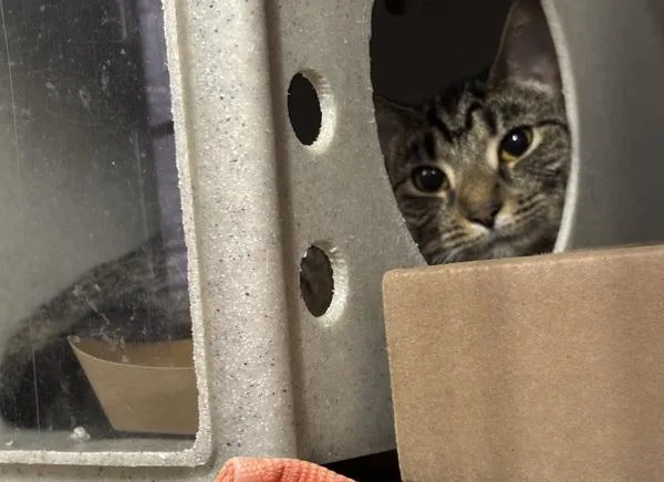 A young medium-sized female Domestic Short Hair cat named Spiced Sticky Bun for adoption in New York, NY