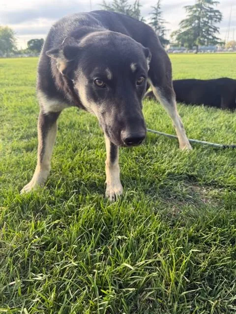 A young large-sized female German Shepherd Dog dog named A for adoption in Stockton, CA