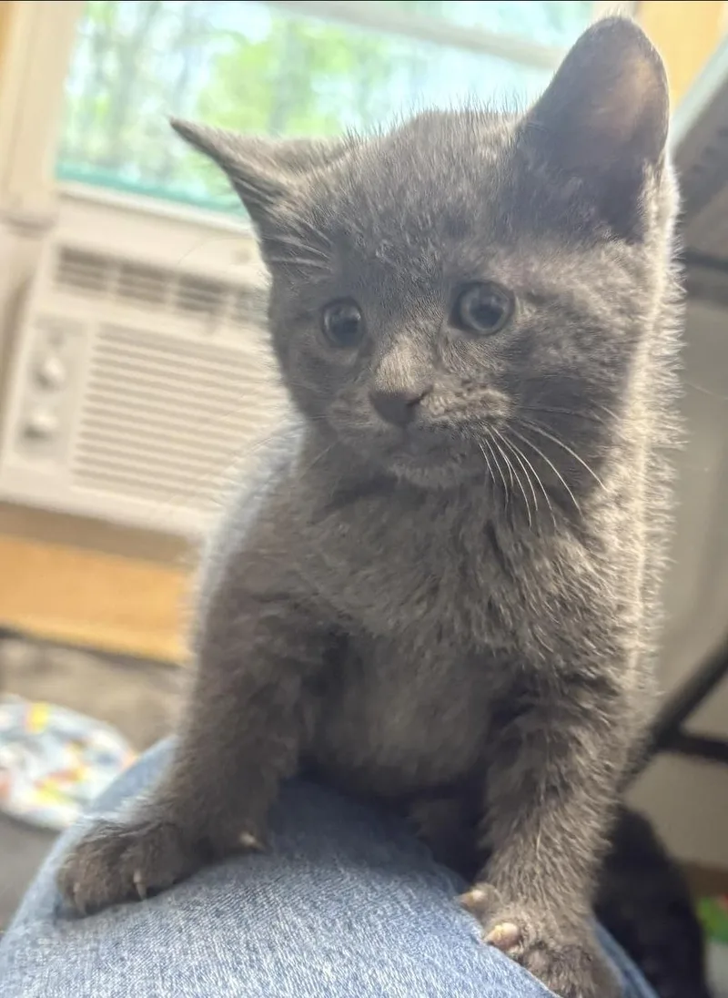A baby medium-sized female Gray / Blue / Silver Domestic Medium Hair cat named Chase for adoption in Delray, WV