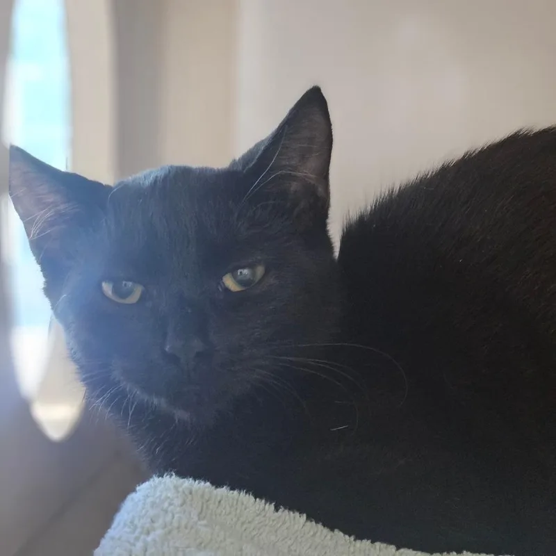 A baby small-sized female Black Domestic Short Hair cat named Liquid Gold for adoption in Gloucester, VA