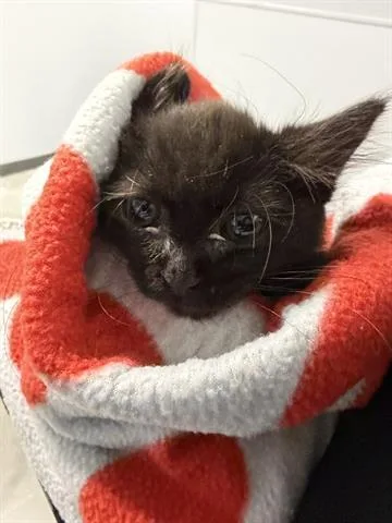 A baby small-sized male Domestic Long Hair cat named Choco for adoption in San Martin, CA