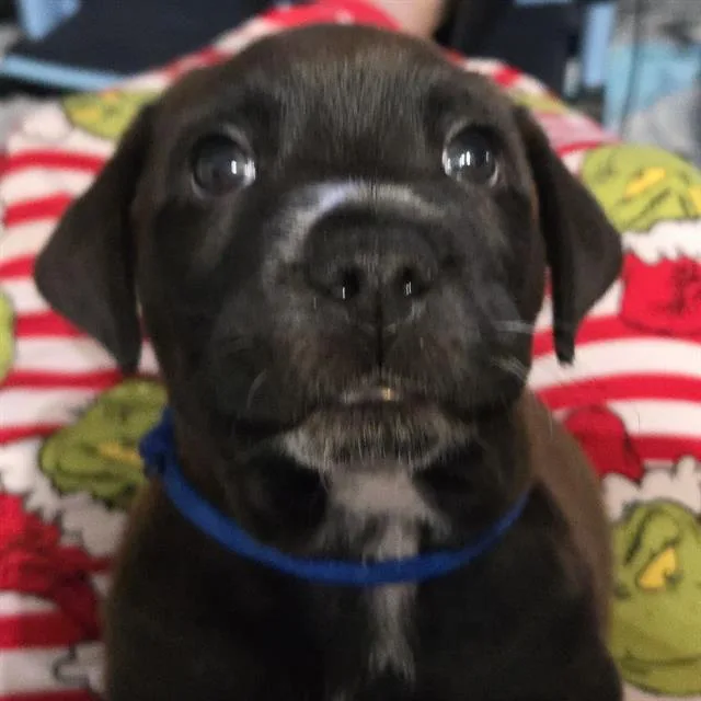 A baby small-sized male Labrador Retriever dog named Badger for adoption in San Antonio, TX