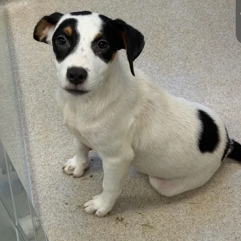 A baby small-sized male Black Mixed Breed dog named Shaggy for adoption in Springboro, OH