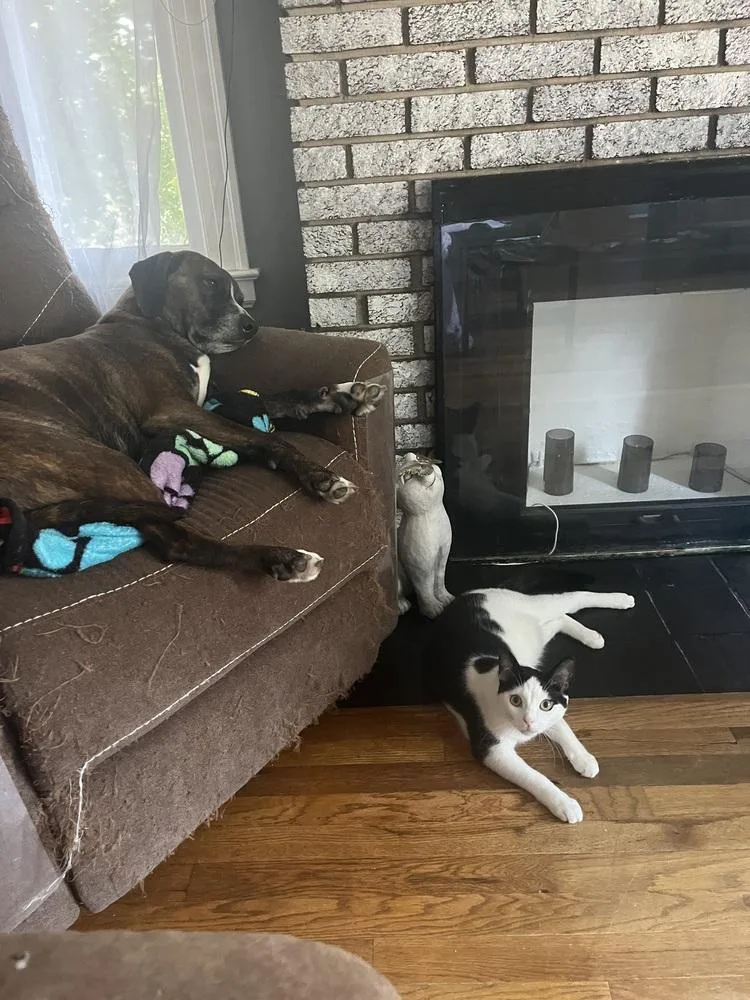 A young medium-sized female Black & White / Tuxedo Domestic Short Hair cat named Bela Lugosi for adoption in Warren, CT