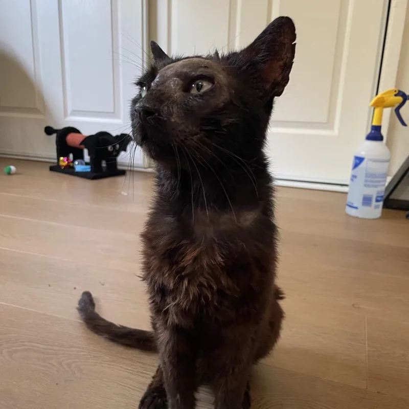 A senior medium-sized male Black Domestic Short Hair cat named Moore for adoption in Long Beach, CA