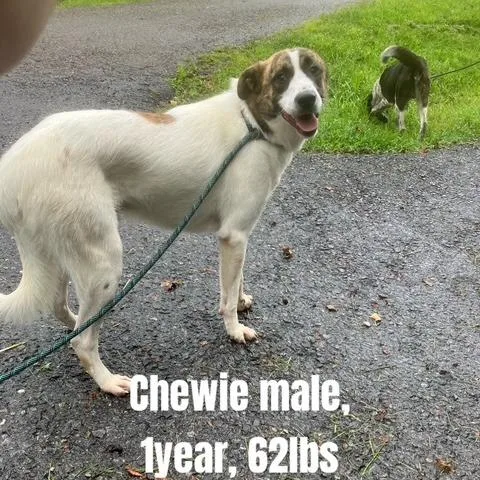 Chewie