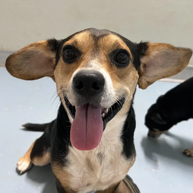 An adult small-sized male Beagle dog named Big Mac for adoption in Brownsboro, AL