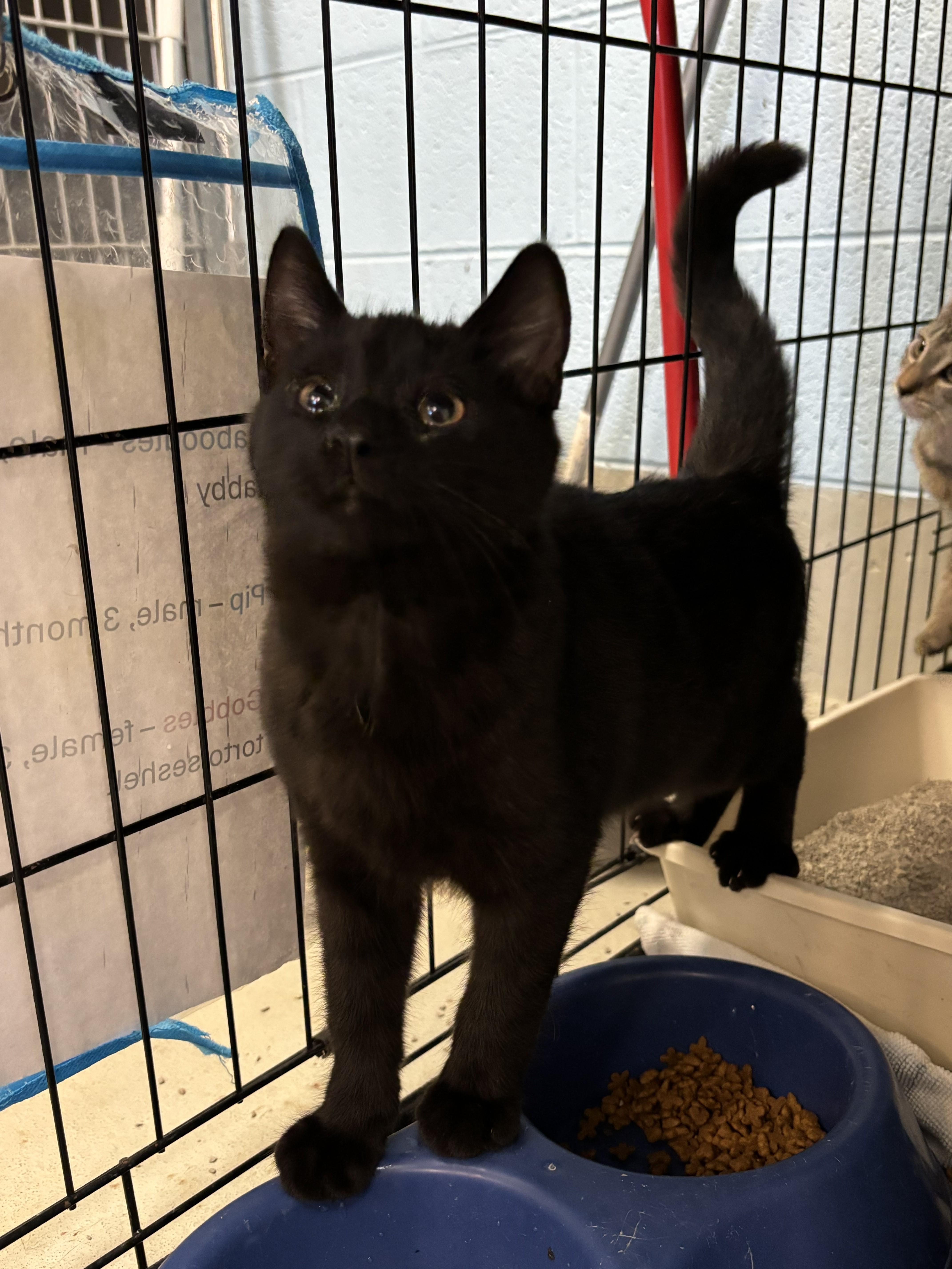 A young small-sized male Domestic Short Hair cat named Pip for adoption in Bedford, VA