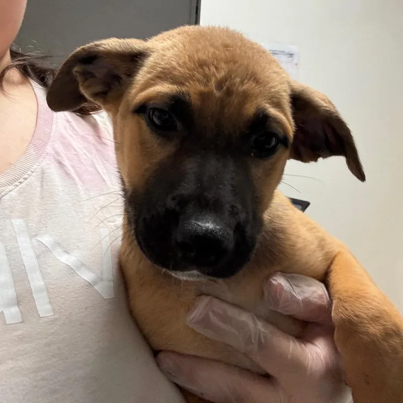 A baby small-sized female Brown / Chocolate Mixed Breed dog named Jill Munroe for adoption in Charleston, WV