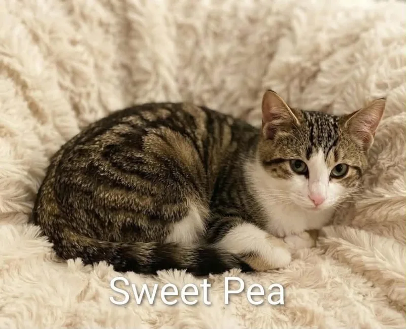 A baby medium-sized female White Tabby cat named Sweet Pea for adoption in Wyandotte, MI