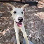 A baby medium-sized female Yellow / Tan / Blond / Fawn Mixed Breed dog named Aurora for adoption in Georgetown, SC