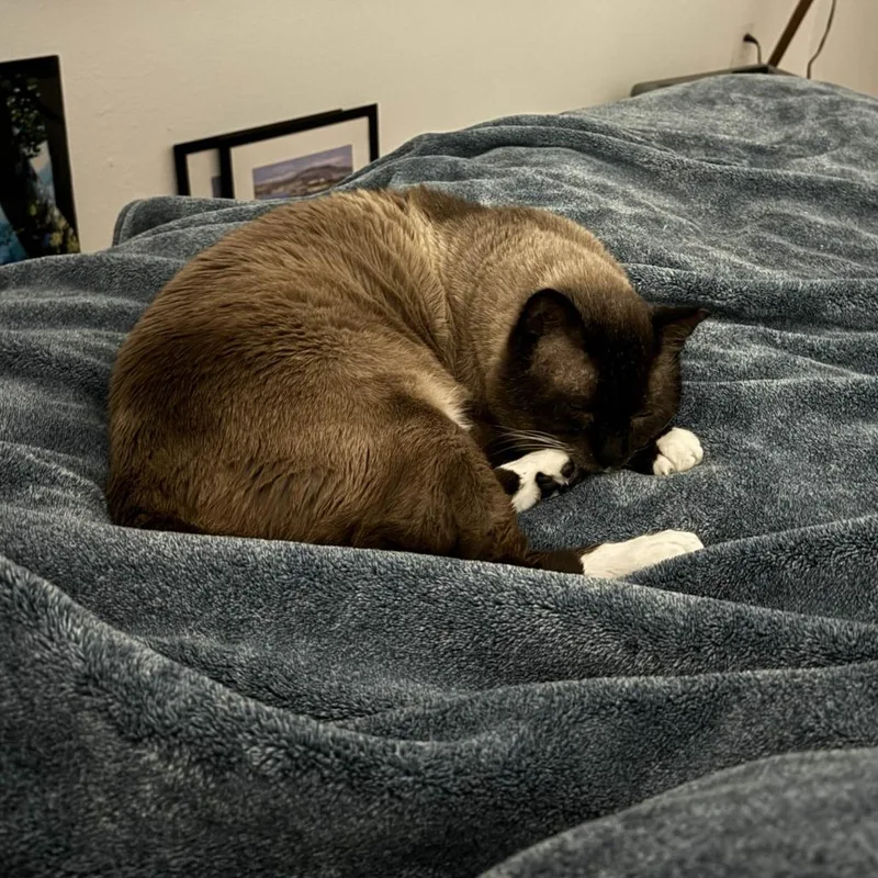A senior extra large-sized male Brown / Chocolate Siamese cat named Benny for adoption in San Diego, CA