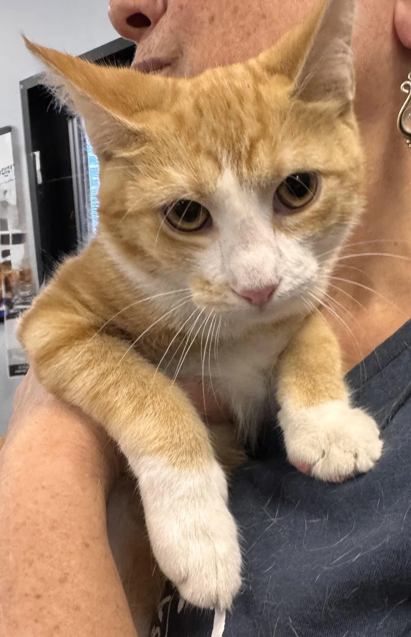 A baby medium-sized male Orange & White Domestic Short Hair cat named Oj for adoption in Brooklyn, NY
