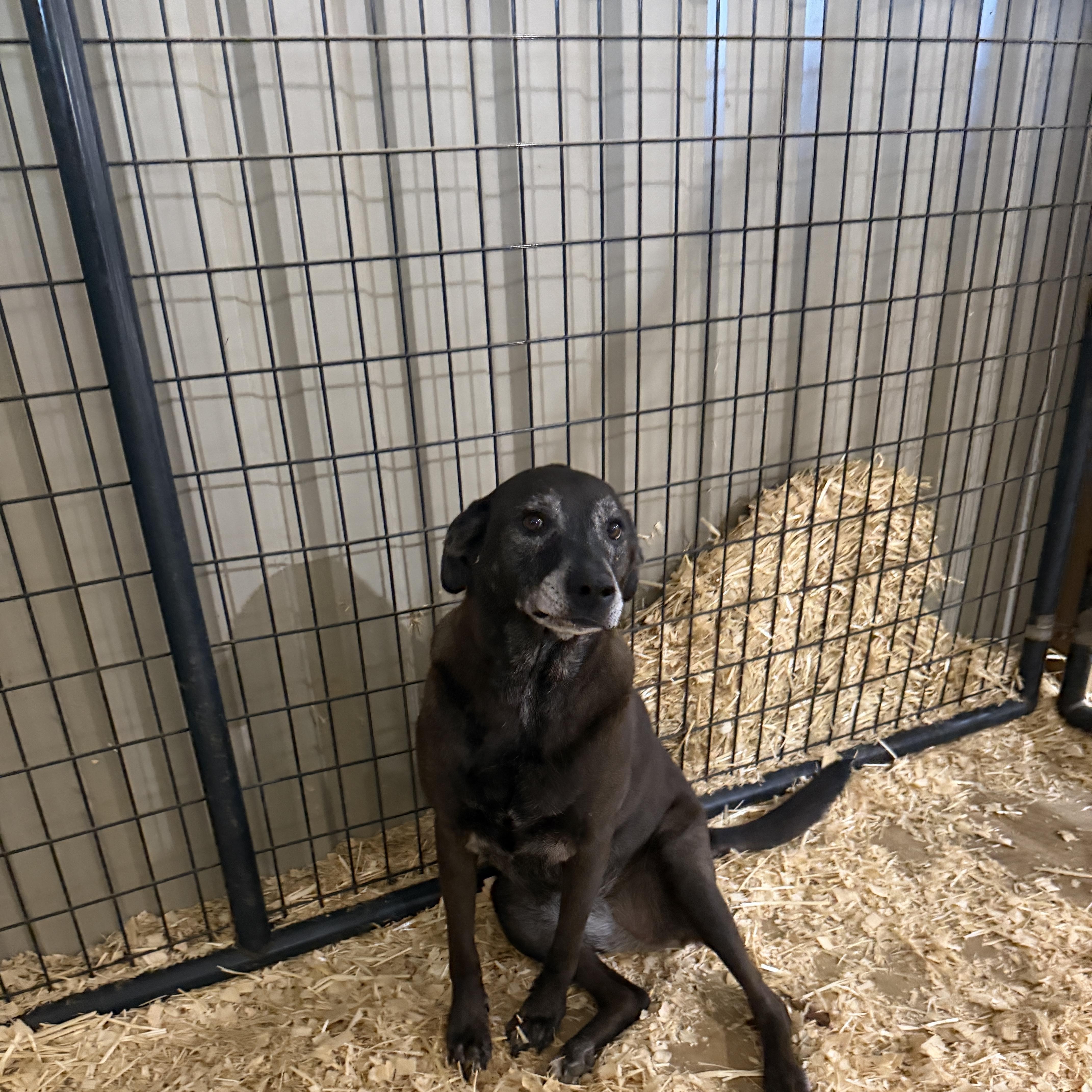 An adult medium-sized female Black Labrador Retriever dog named Pickles for adoption in Seguin, TX