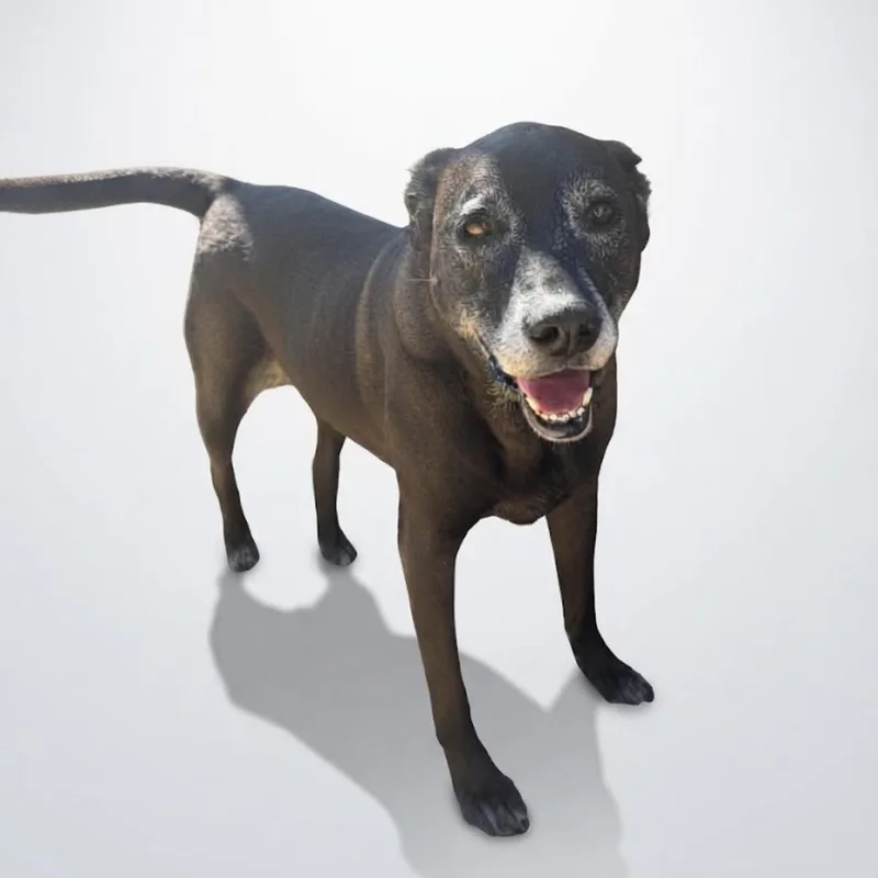 Pickles thumbnail 3