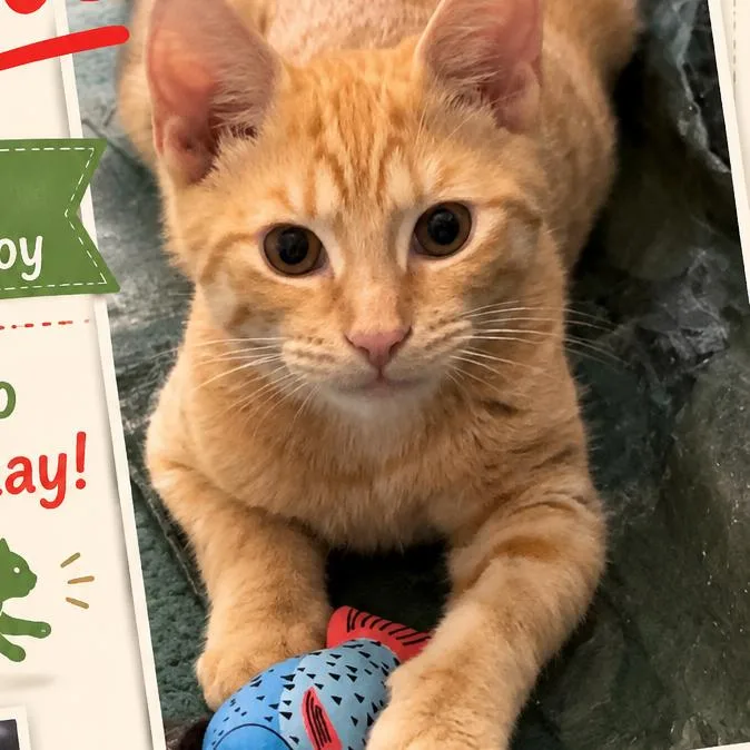 A young medium-sized male Orange / Red Domestic Short Hair cat named Apple for adoption in Mount Laurel, NJ