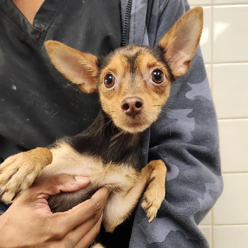 Peanut