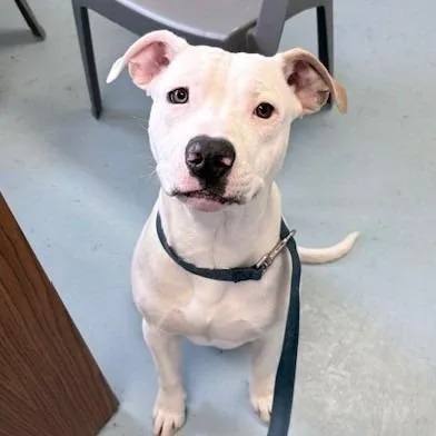 A baby medium-sized male Staffordshire Bull Terrier dog named Ranger for adoption in Ogdensburg, NY