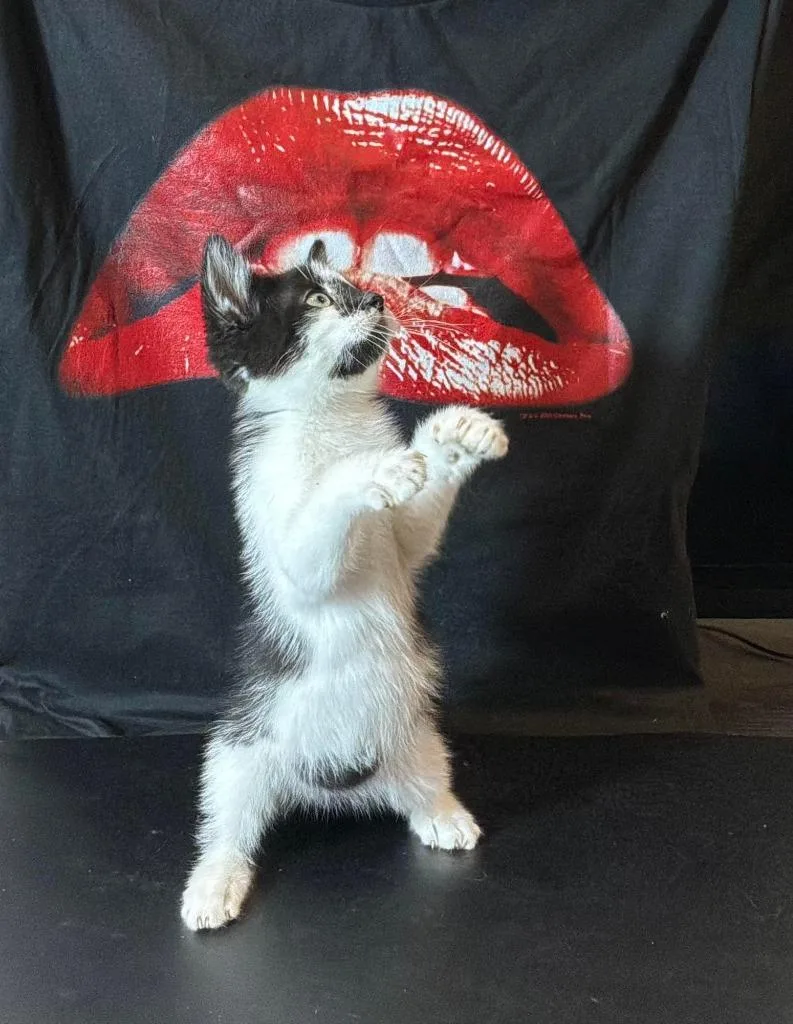A baby medium-sized male Domestic Medium Hair cat named Frank N Furter for adoption in Vacaville, CA