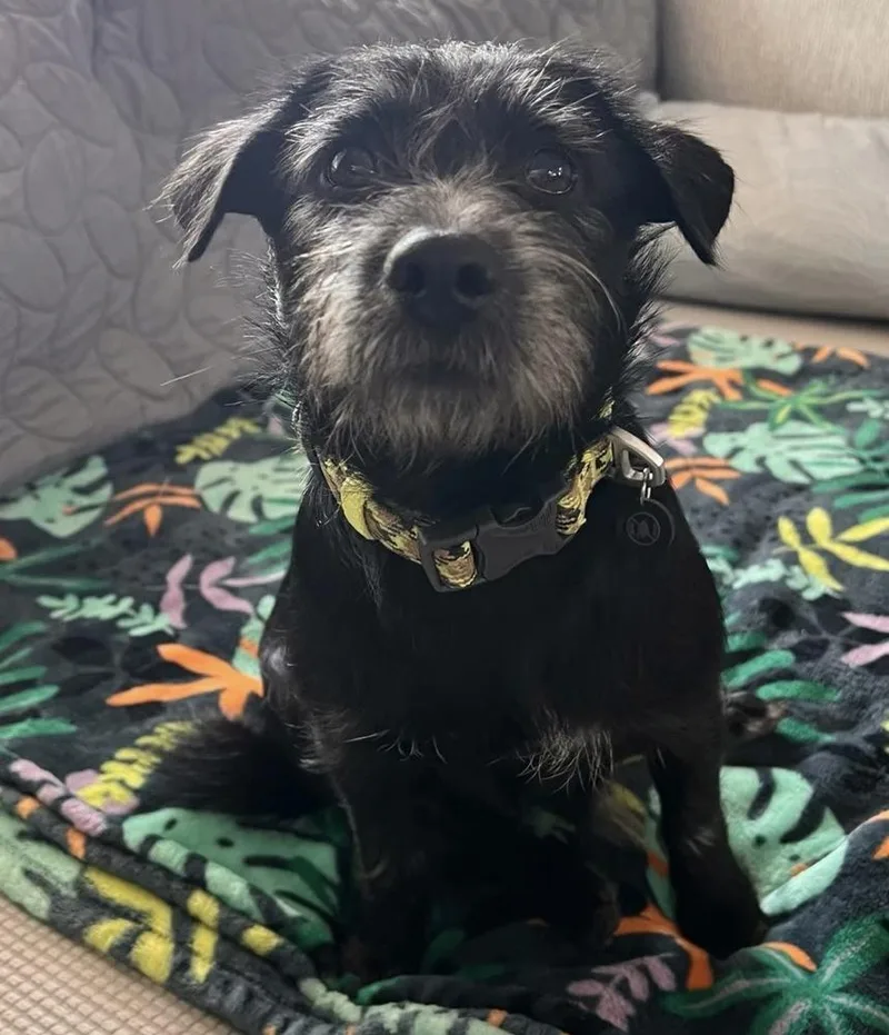 An adult small-sized male Black Terrier dog named Luigi for adoption in Commerce City, CO