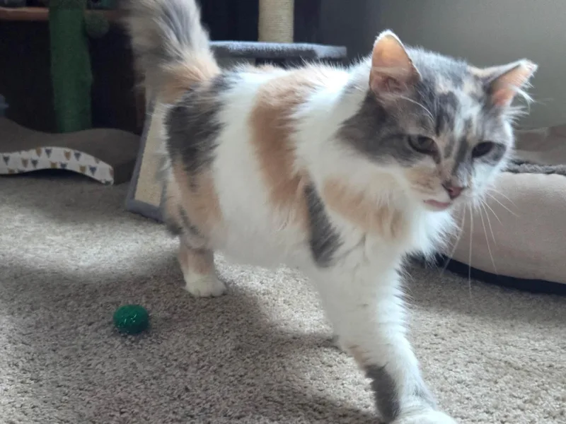 A senior medium-sized female Dilute Calico Domestic Long Hair cat named Butterscotch for adoption in Cleveland, OH