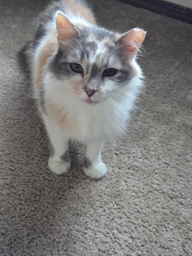 Butterscotch thumbnail 3