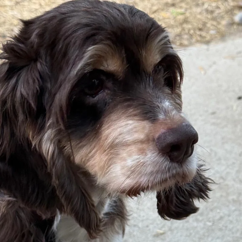Lucy Lou thumbnail 6