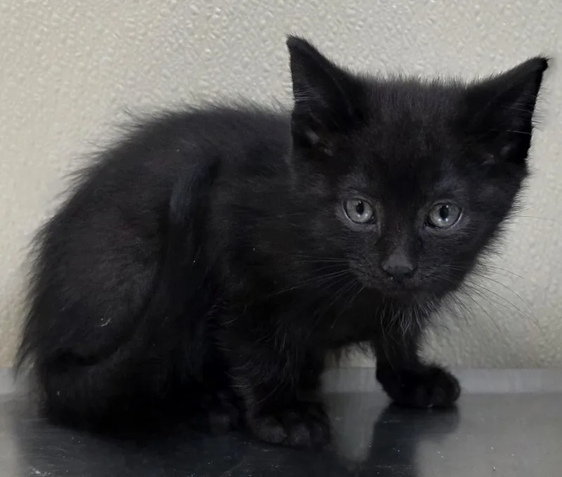 A baby medium-sized male Domestic Short Hair cat named Willie for adoption in Brainerd, MN
