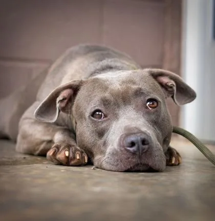 An adult medium-sized female Mixed Breed dog named Grace for adoption in Chamblee, GA