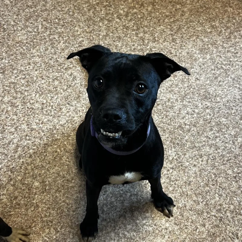 An adult medium-sized female Black Boston Terrier dog named Shelby for adoption in Harrisville, WV