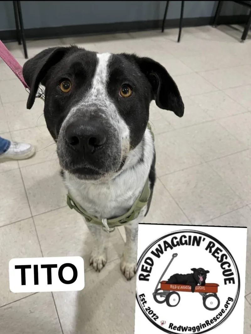 Tito  Chill Training thumbnail 4