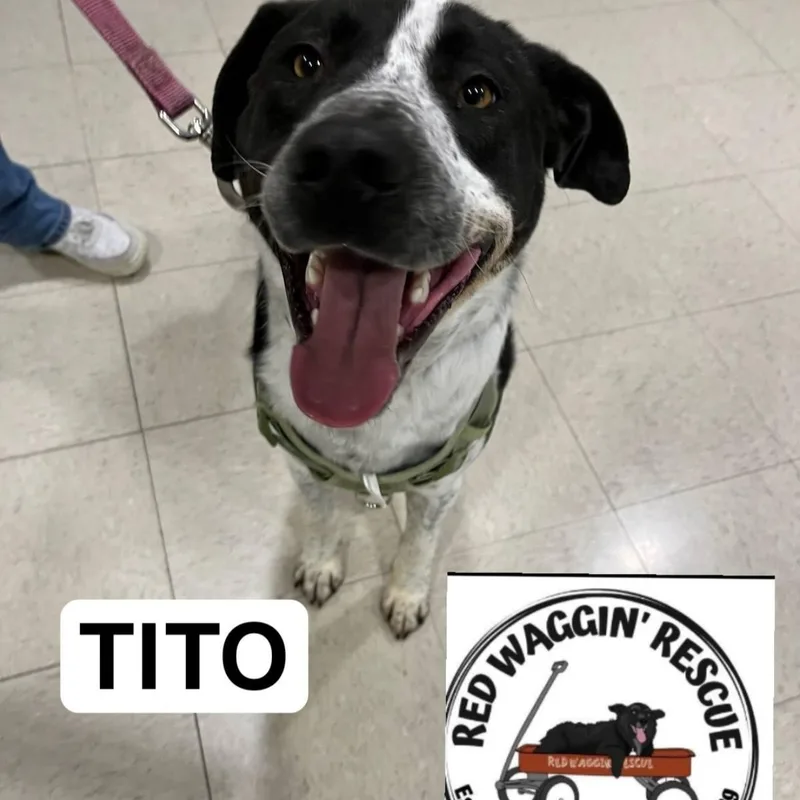 Tito  Chill Training thumbnail 5