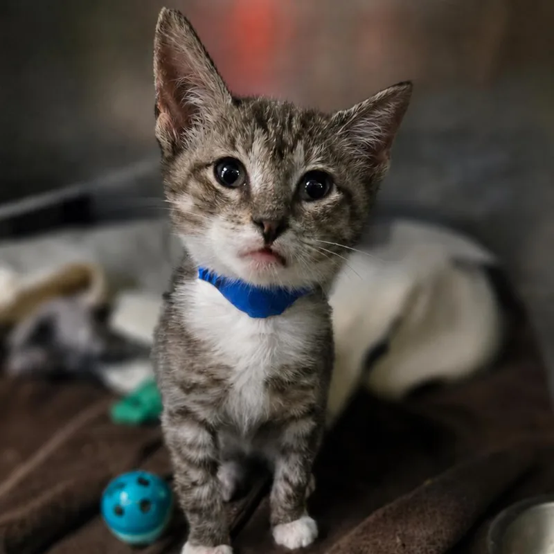 Sokka