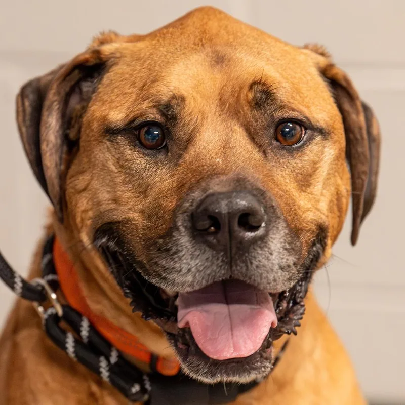 An adult large-sized male Red / Chestnut / Orange Boxer dog named Apollo for adoption in Kennebunk, ME