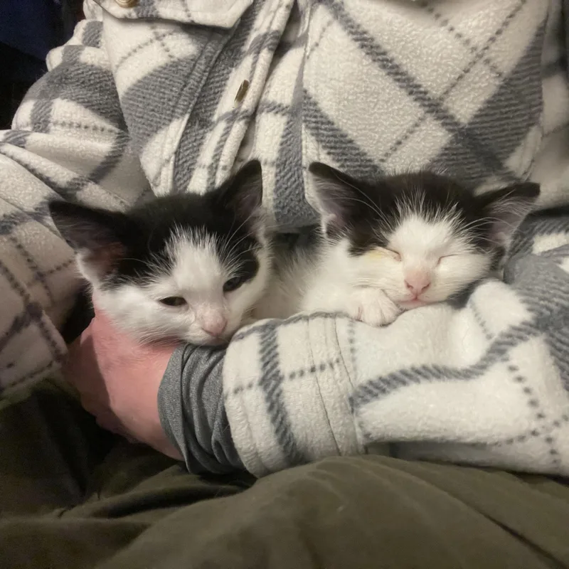 A baby medium-sized male Black & White / Tuxedo Domestic Short Hair cat named Jersey for adoption in Davison, MI