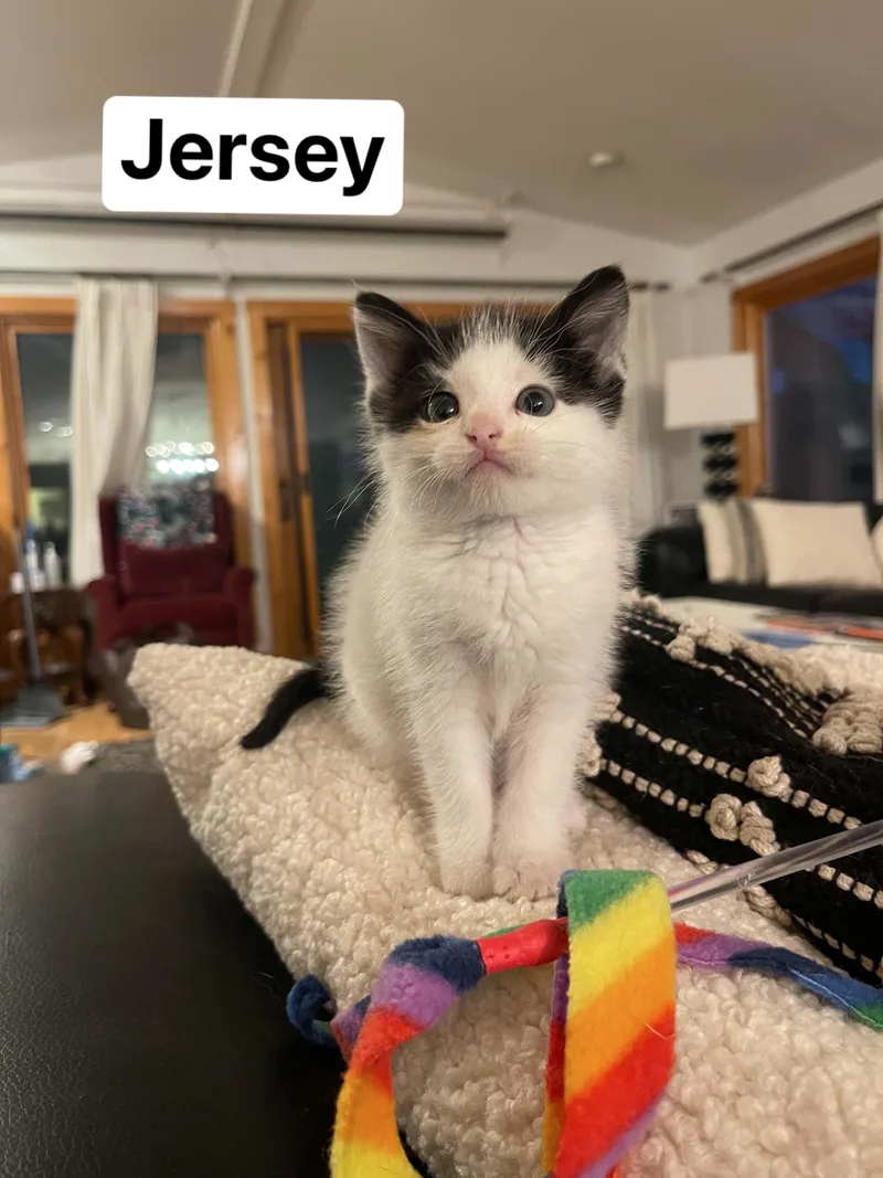 Jersey thumbnail 4
