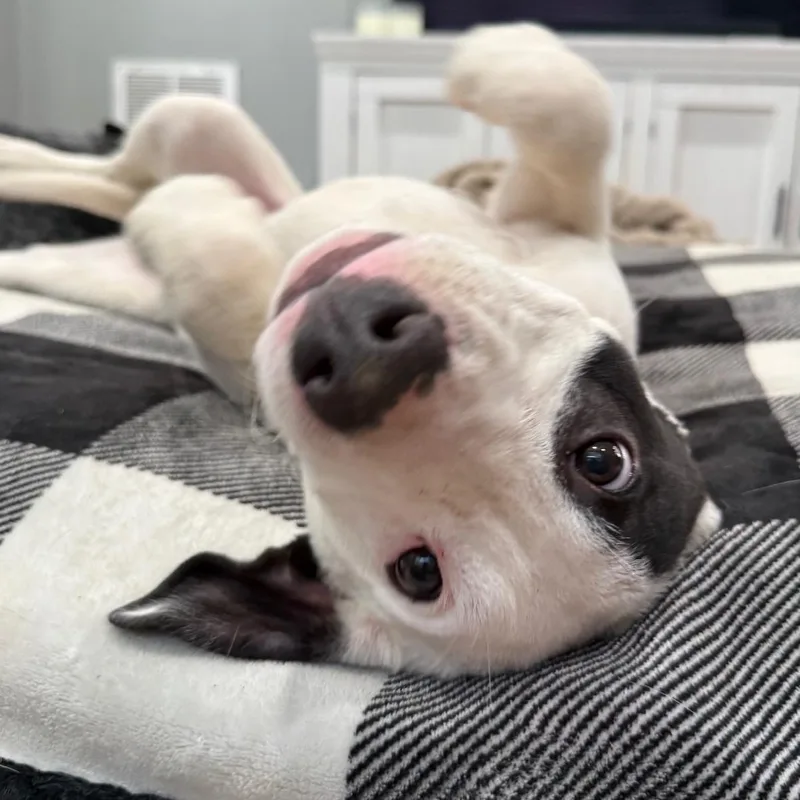 Petey