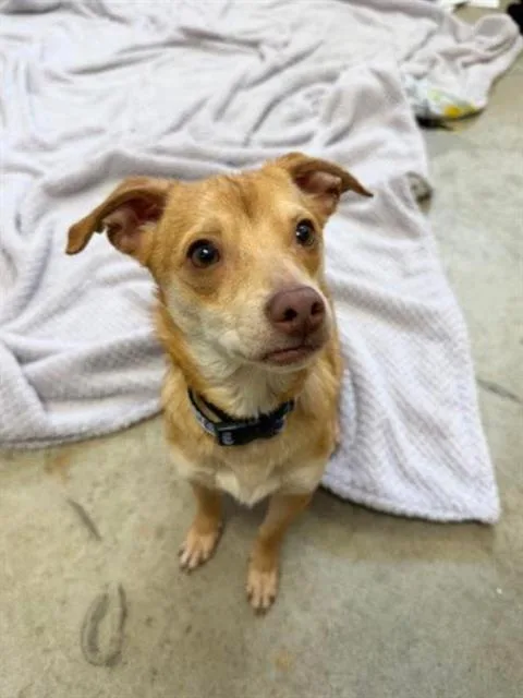 A young small-sized male Australian Shepherd dog named Chewy for adoption in Fort Wayne, IN