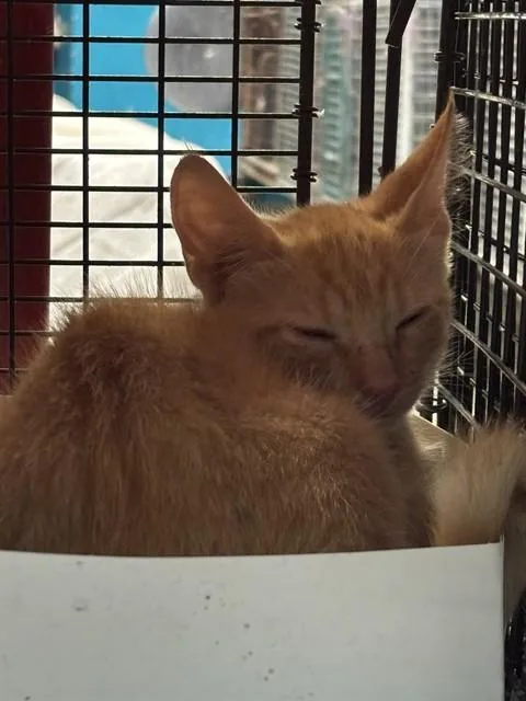 A baby small-sized male Domestic Short Hair cat named Frank for adoption in Miami, FL