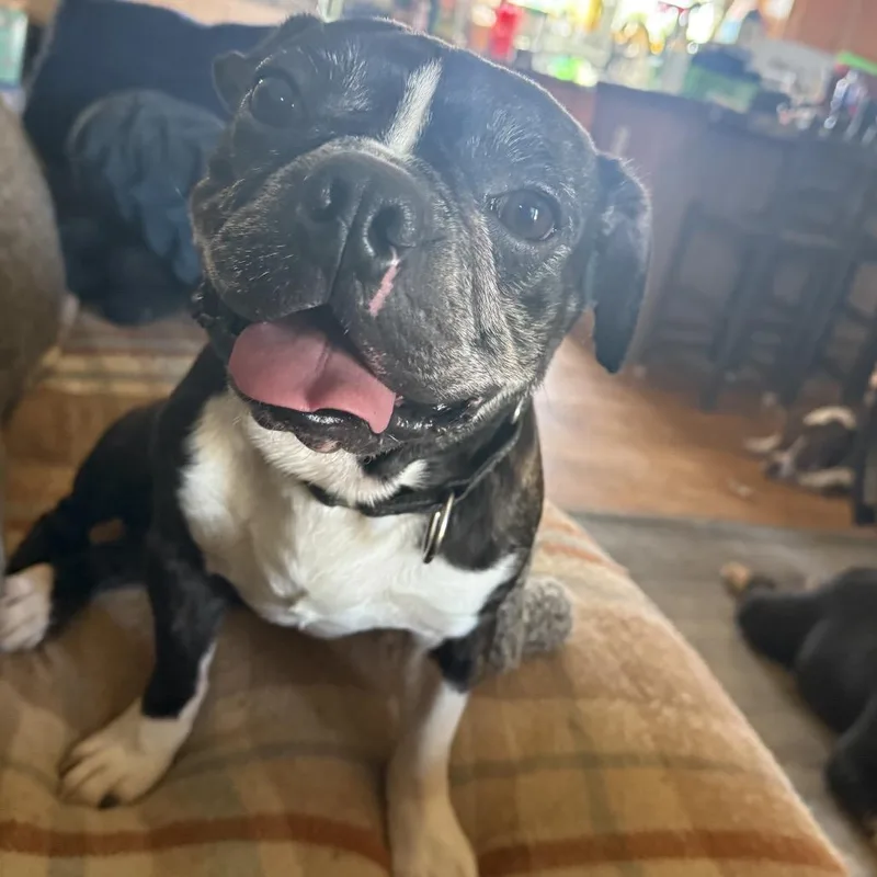 An adult medium-sized male Black Boston Terrier dog named Louie for adoption in Melbourne, KY