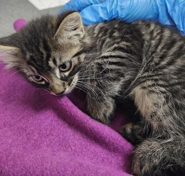 A baby small-sized male Domestic Short Hair cat named Empanada for adoption in Kennewick, WA