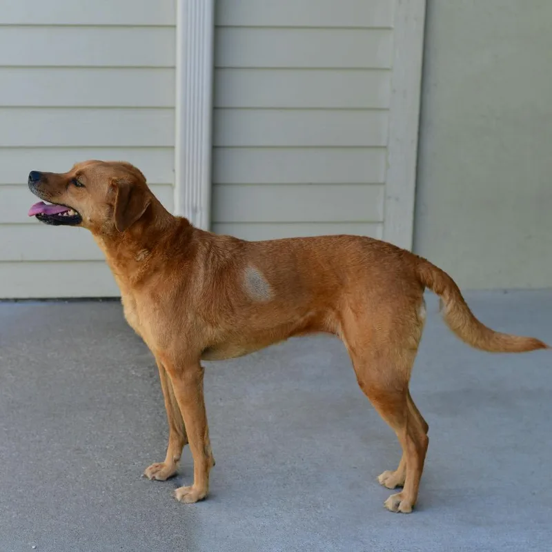 An adult medium-sized female Yellow / Tan / Blond / Fawn Mixed Breed dog named Lucy for adoption in Emporia, KS