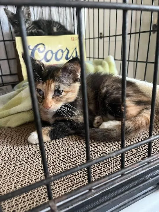 A baby medium-sized female Tabby cat named Suki for adoption in Nacogdoches, TX