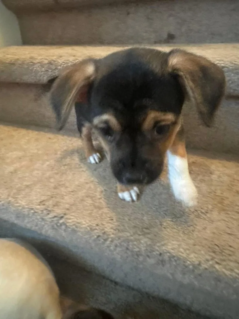 A baby small-sized male Chihuahua dog named Schroeder for adoption in Matthews, NC