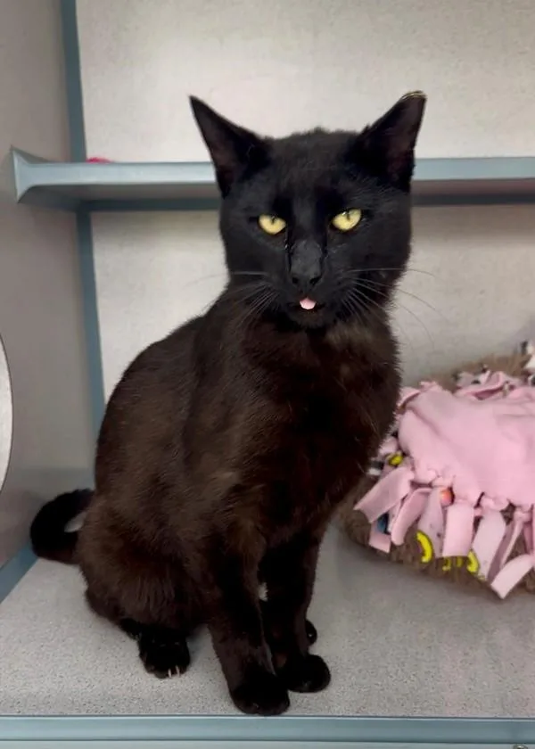 An adult medium-sized male Domestic Short Hair cat named Tux for adoption in Skillman, NJ